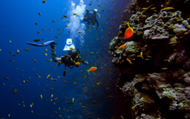 Red Sea Diving